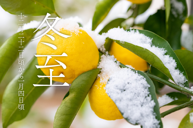 二十四節気・冬至を象徴する柚子に雪が積もった情景のメインビジュアル。冬至の頃の自然と季節感を表現したイメージ